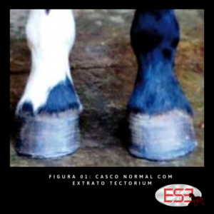 Casco normal com extrato tectorium