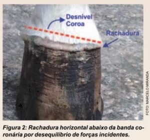 figura02rachadurahorizontalprofundo_palmilhaese
