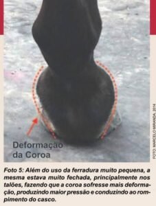 figura05deforamcaodacoroa_palmilhaese