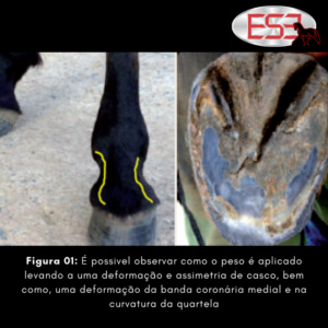 Figura 01: É possivel observar como o peso é aplicado levando a uma deformação e assimetria de casco, bem como, uma deformação da banda coronária medial e na curvatura da quartela.