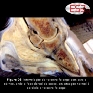 Figura 05: Interrelação da terceira falange com estojo córneo, onde a face dorsal do casco, em situação normal é paralela a terceira falange.