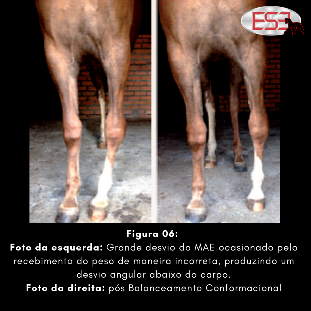 Os Cascos De Pá De Um Cavalo Sobre Um Obstáculo. O Cavalo Supera